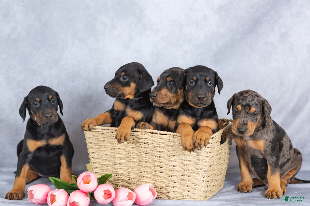 Mixed Breed dogs for sale: Reba - Ad 6