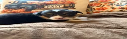 Mixed Breed dogs for sale: Mater - Ad 3