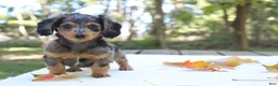 Miniature Dachshund dogs for sale: Skylar - Ad 4