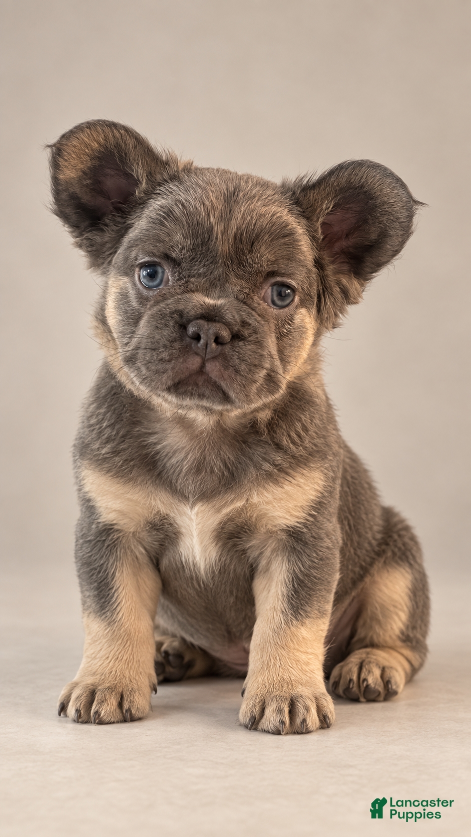 French Bulldog dogs Fluffy Blue and Tan Female French Bulldog - Ad 2