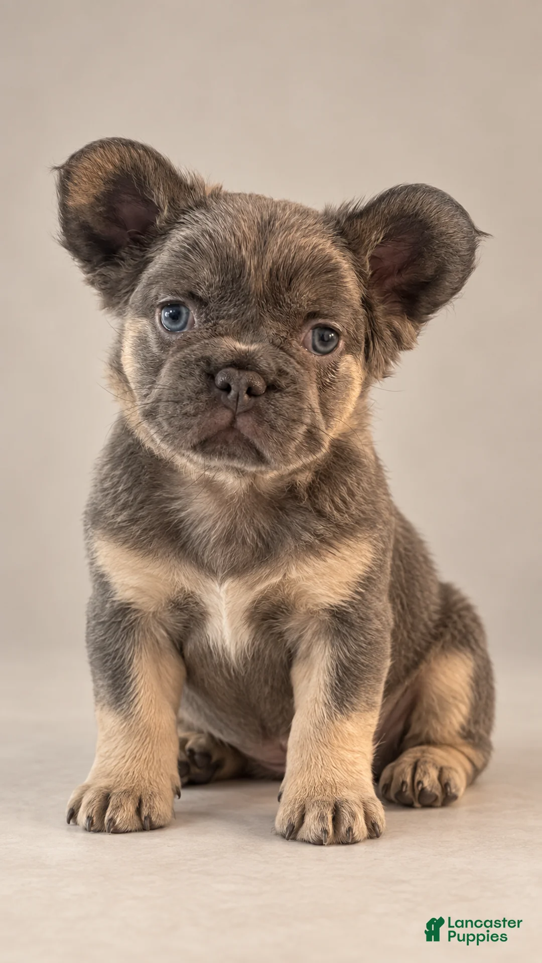 French Bulldog dogs for sale: Fluffy Blue and Tan Female French Bulldog - Ad 1