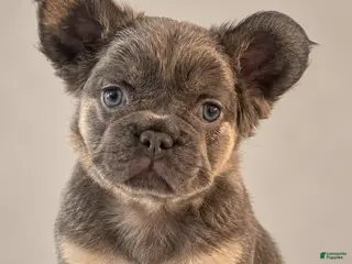 French Bulldog dogs Fluffy Blue and Tan Female French Bulldog - Ad 2