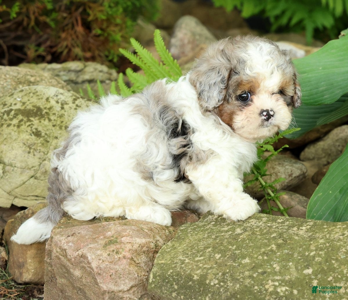 Mixed Breed dogs for sale: Beau - Ad 2