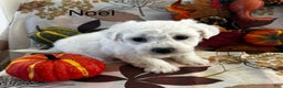 Bichon Frise dogs for sale: Bichon Frise Puppy 2 - Ad 3
