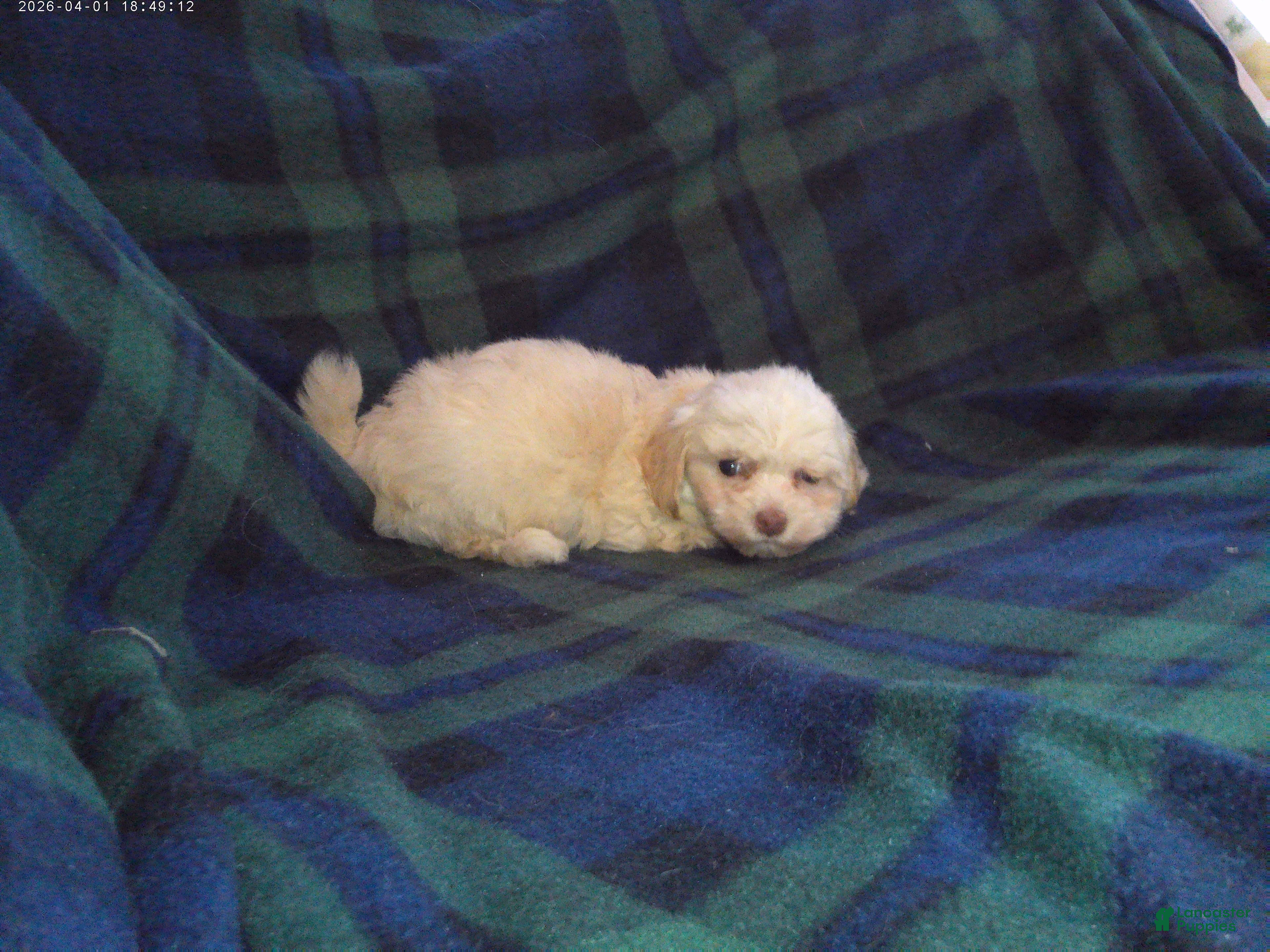 Maltipoo dogs Star---Maltipoo female, in home raised, non-shedding  - Ad 25