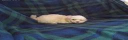 Maltipoo dogs for sale: Star---Maltipoo female, in home raised, non-shedding  - Ad 1
