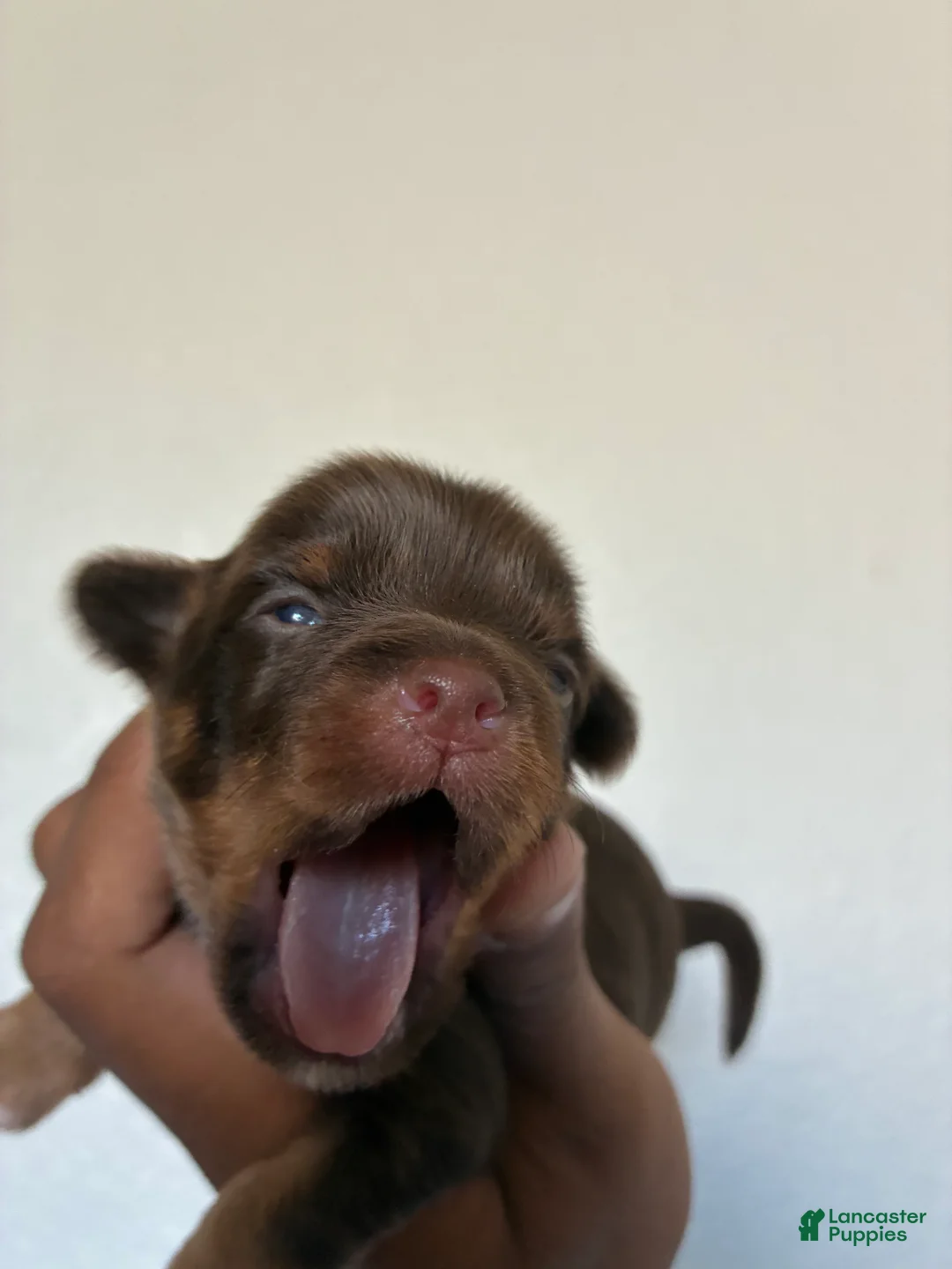 Yorkiepoo dogs for sale: Yorkiepoo 3 - Ad 2