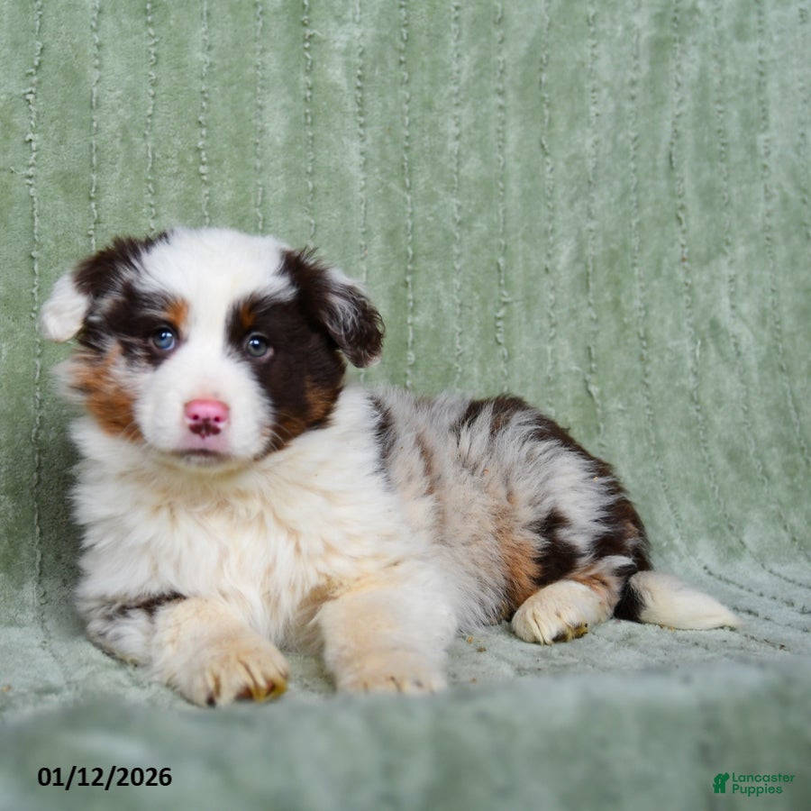 Australian Shepherd dogs Lady - Ad 2