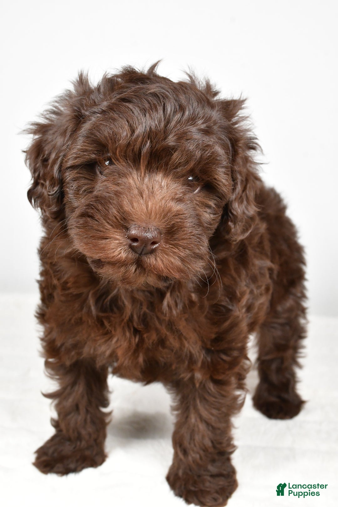 Mixed Breed dogs for sale: Holly - Ad 6