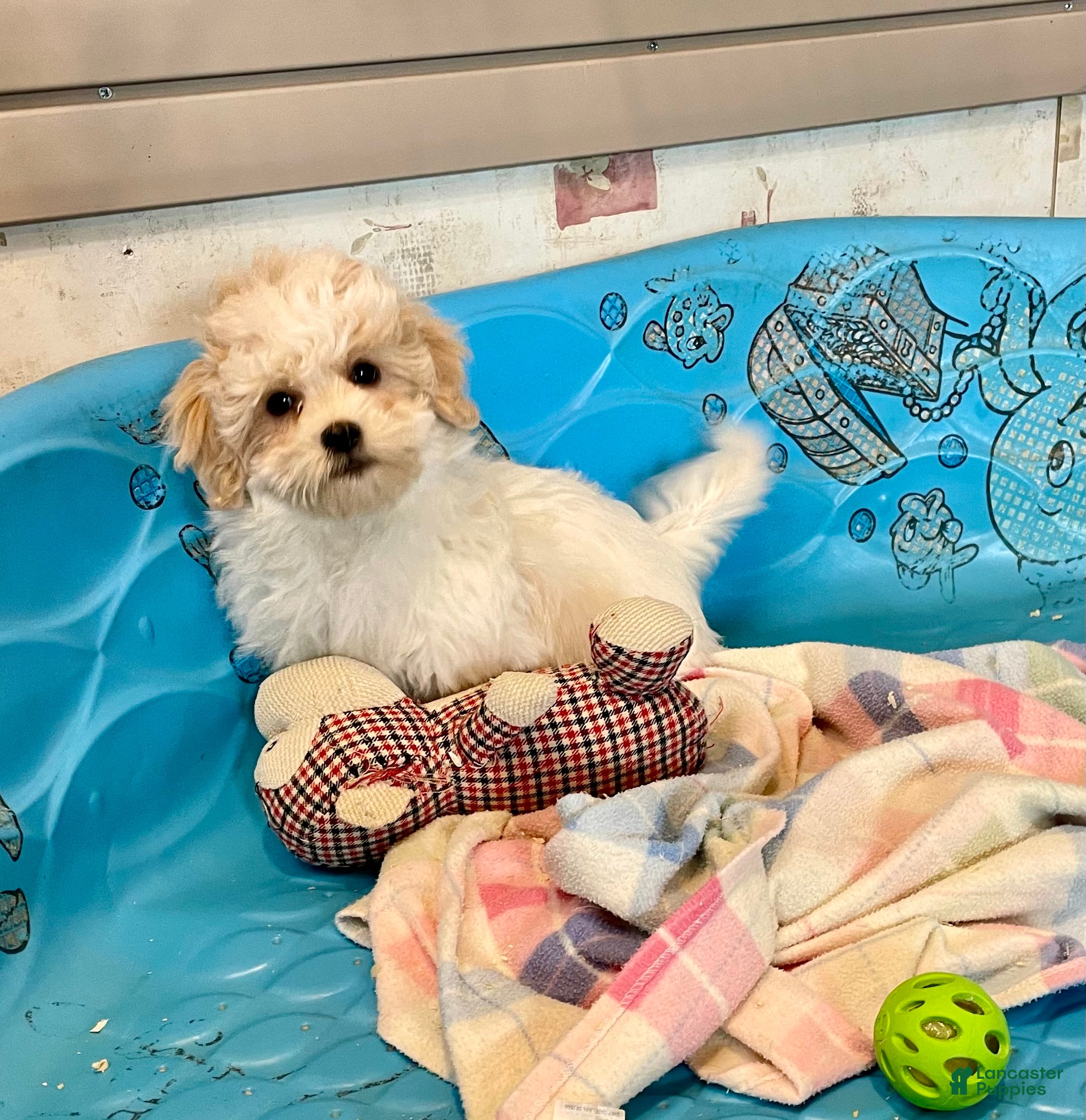 Coton De Tulear dogs Shane - Ad 3