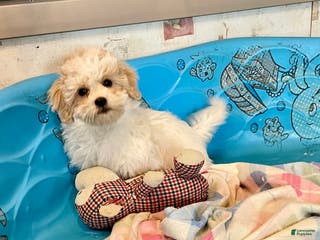 Coton De Tulear dogs Shane - Ad 5