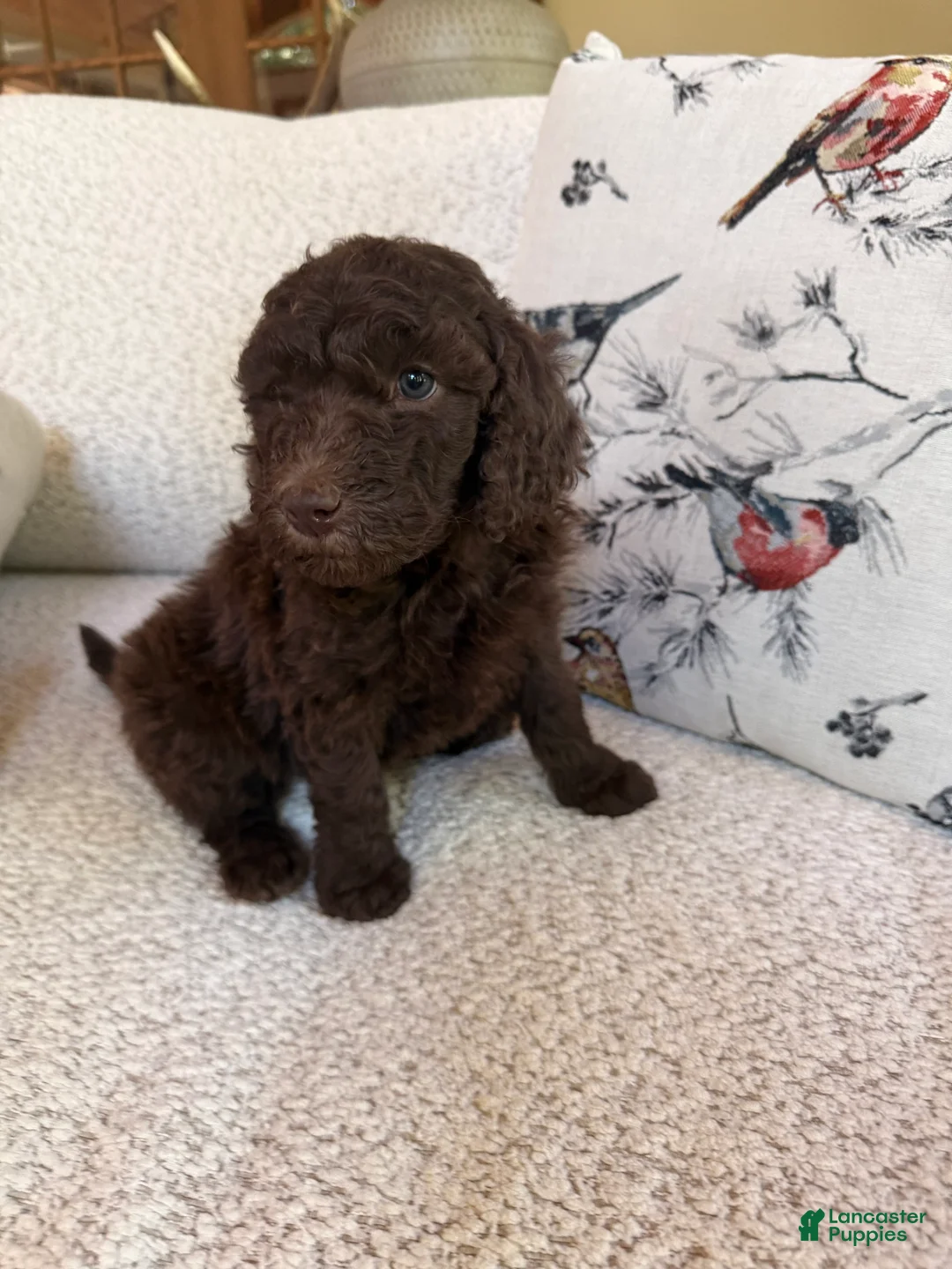 Standard Poodle dogs for sale: Standard Poodle 4 - Ad 1