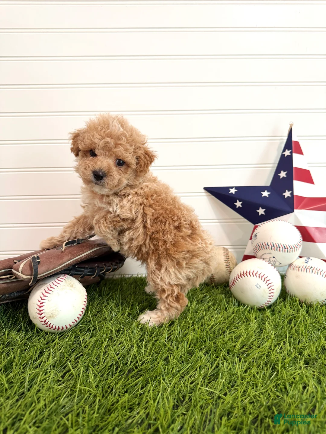 Cavapoo dogs for sale: Slugger - Ad 1