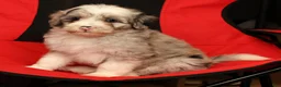 Mini Sheepadoodle dogs for sale: Diesel - Ad 7