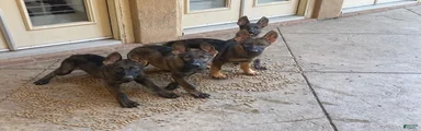 German Shepherd 1