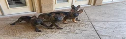 German Shepherd dogs for sale: German Shepherd 1 - Ad 1