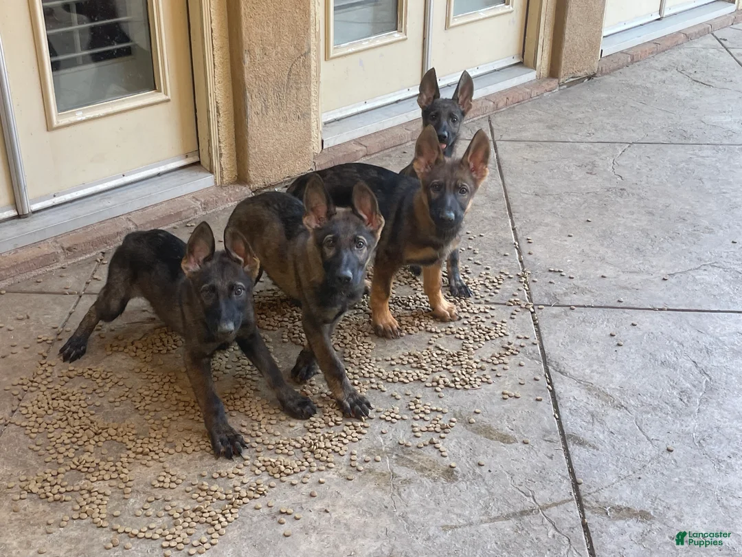 German Shepherd dogs for sale: German Shepherd 1 - Ad 1
