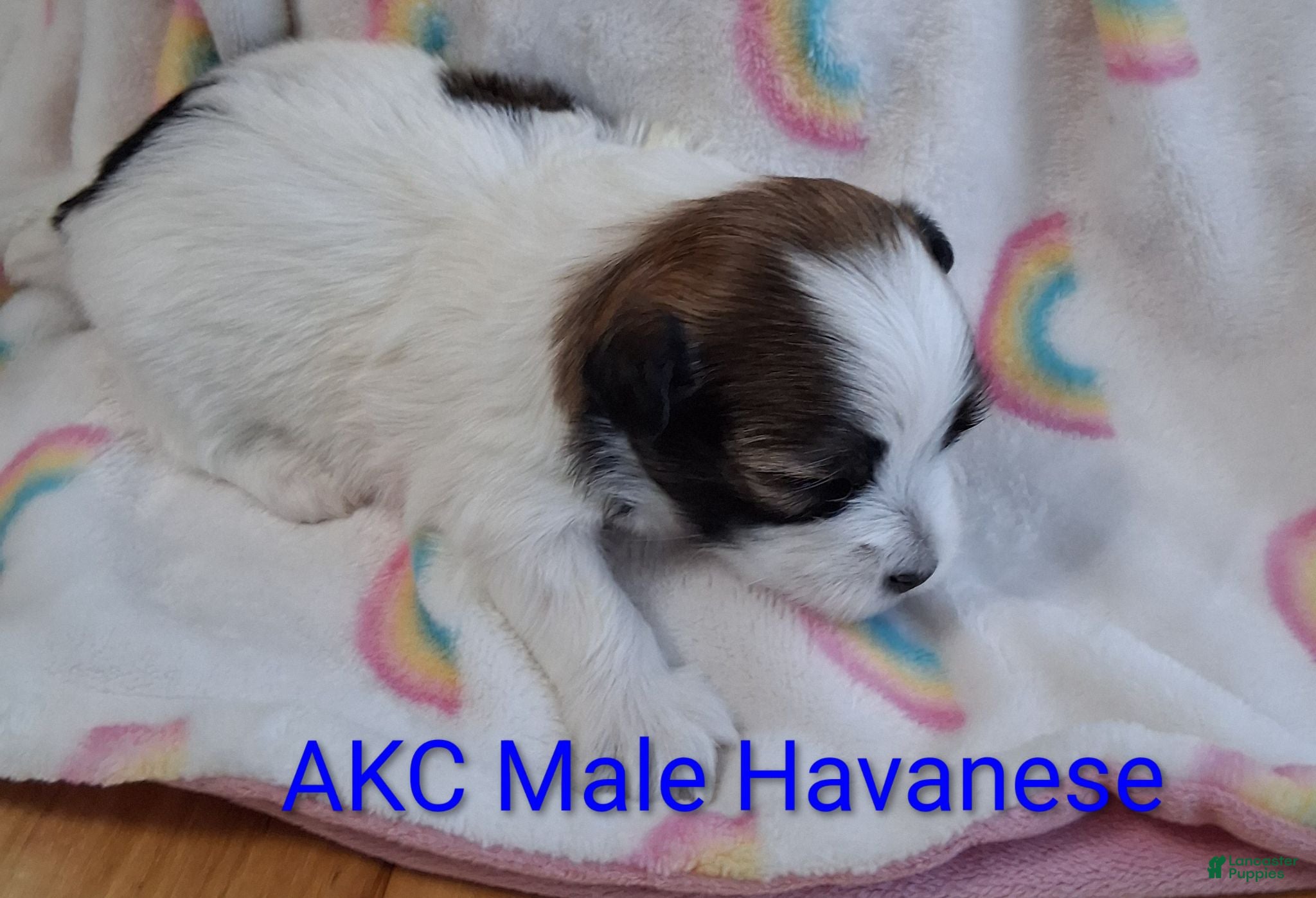Havanese dogs AKC Red Sable & White Parti  - Ad 2
