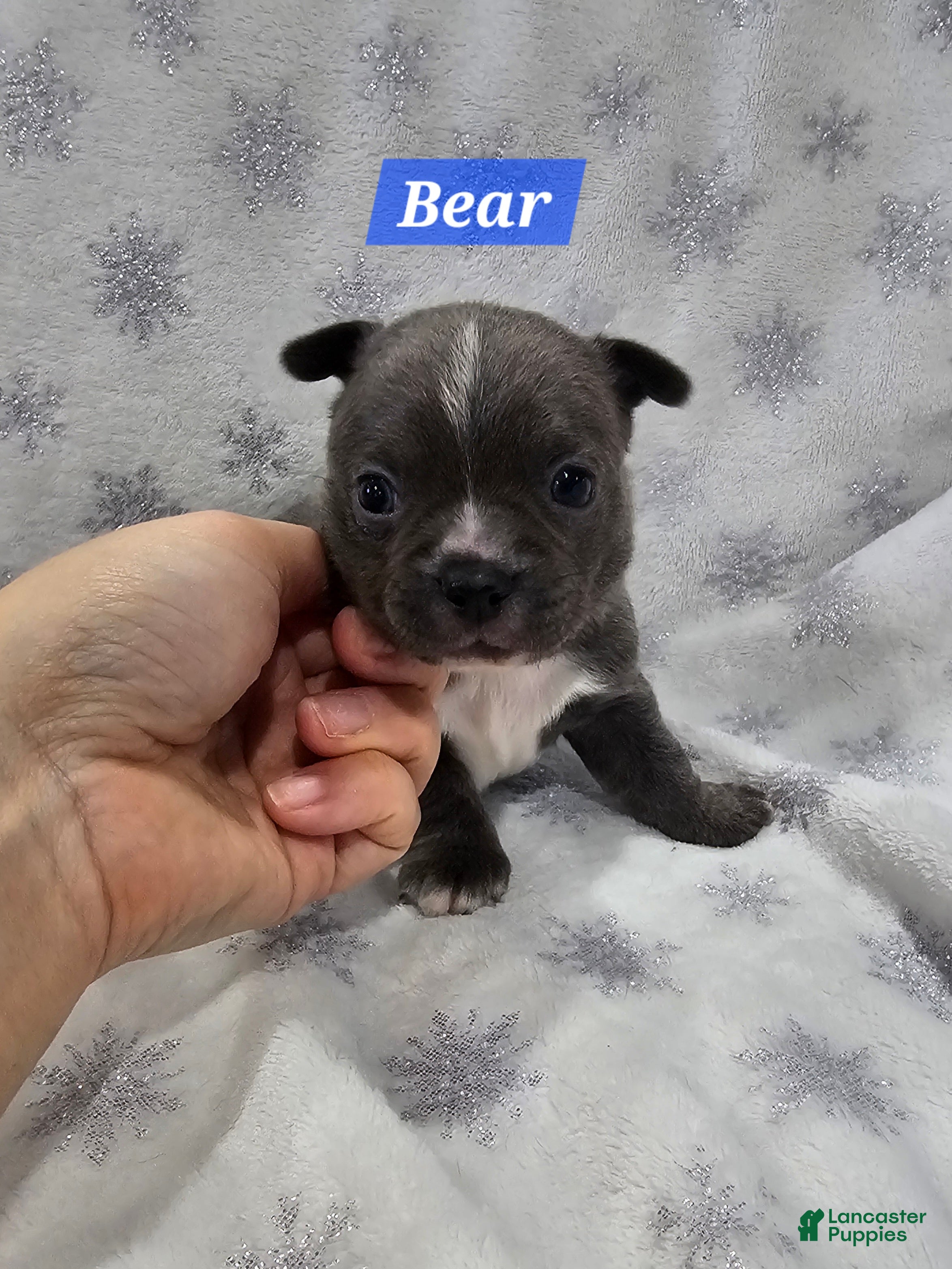 Mixed Breed dogs Bear - Ad 37