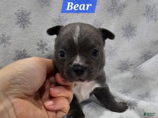 Mixed Breed dogs Bear - Ad 30