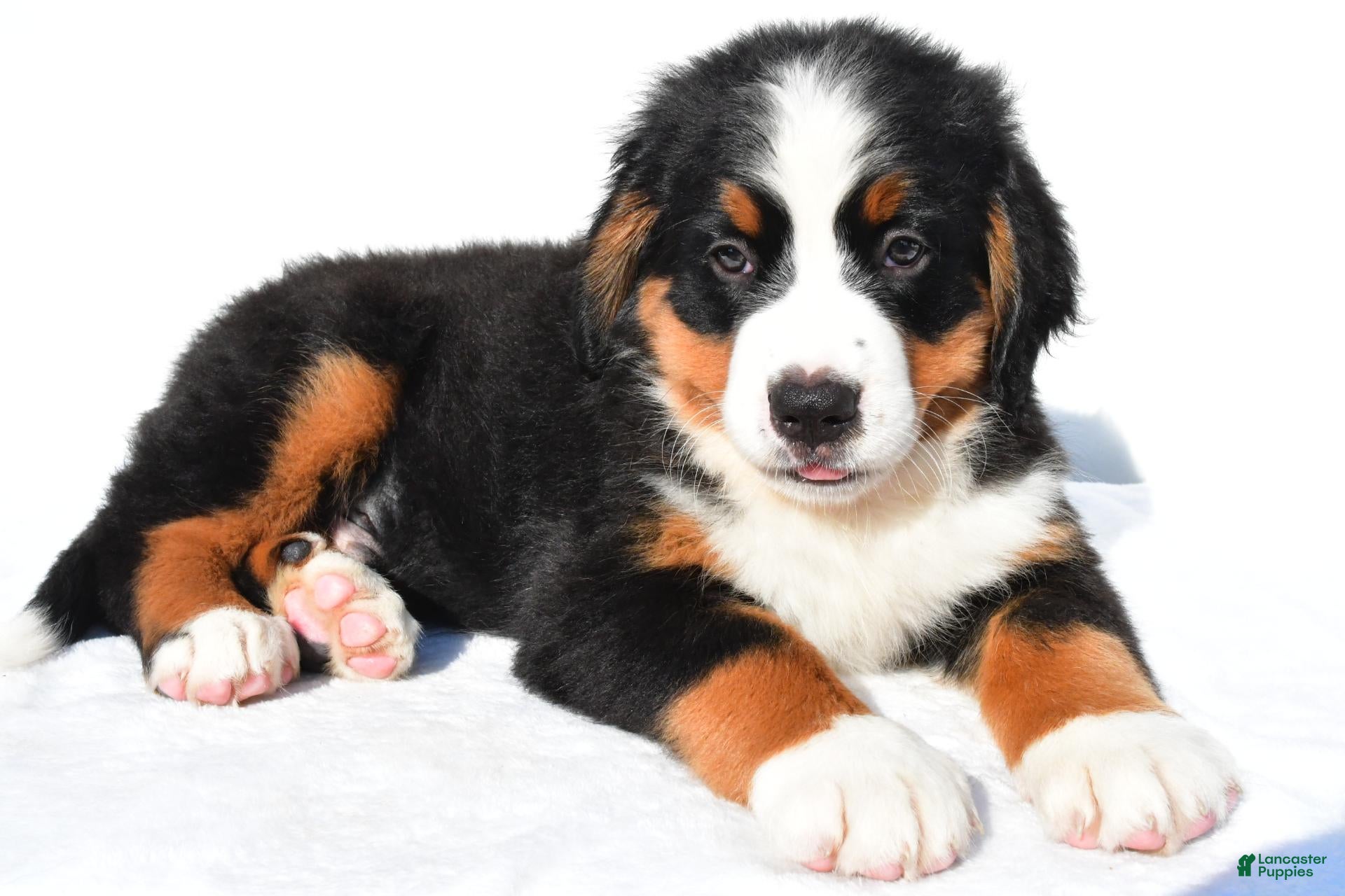 Bernese Mountain Dog dogs Prince - Ad 2