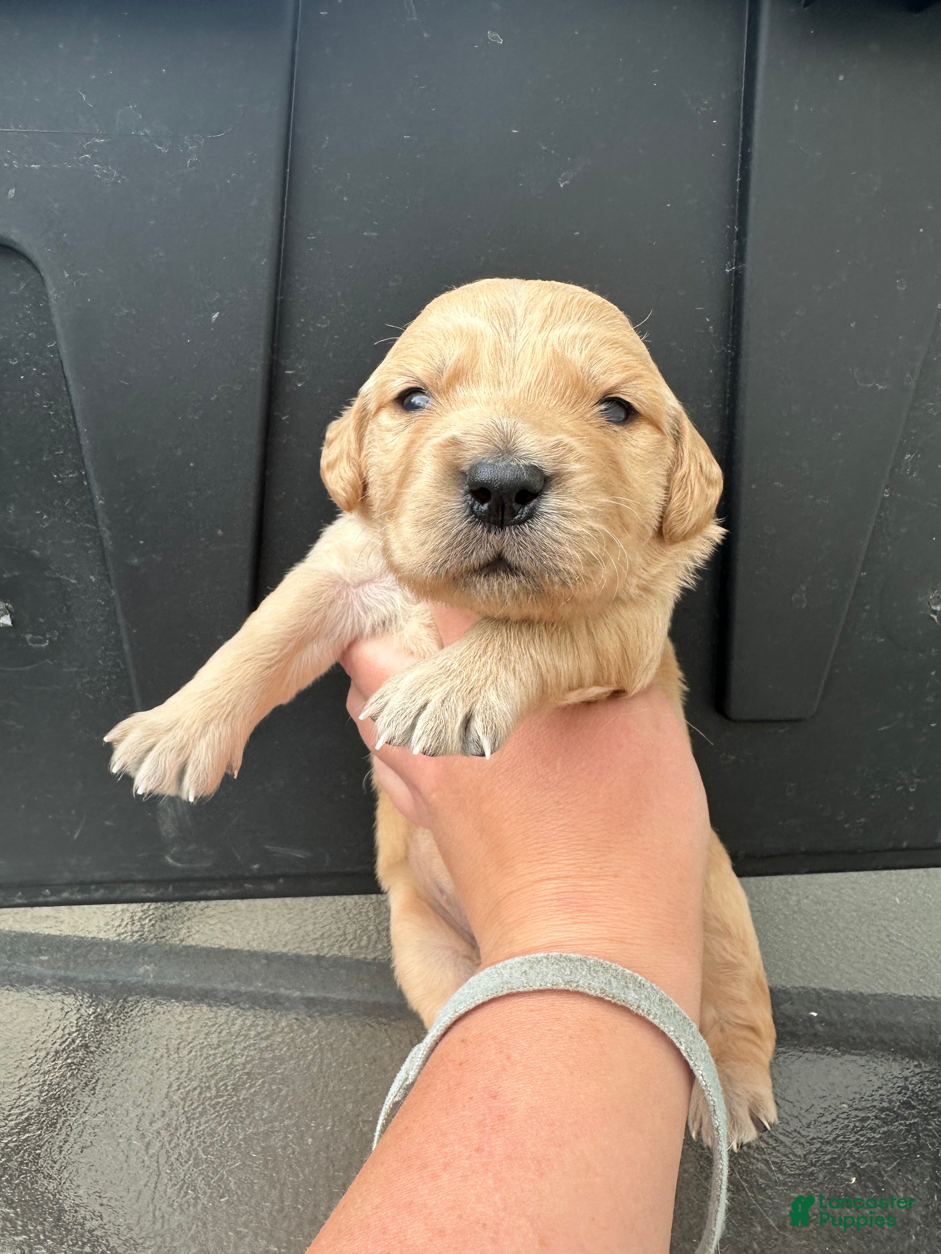Golden Retriever dogs Linguine - Ad 1
