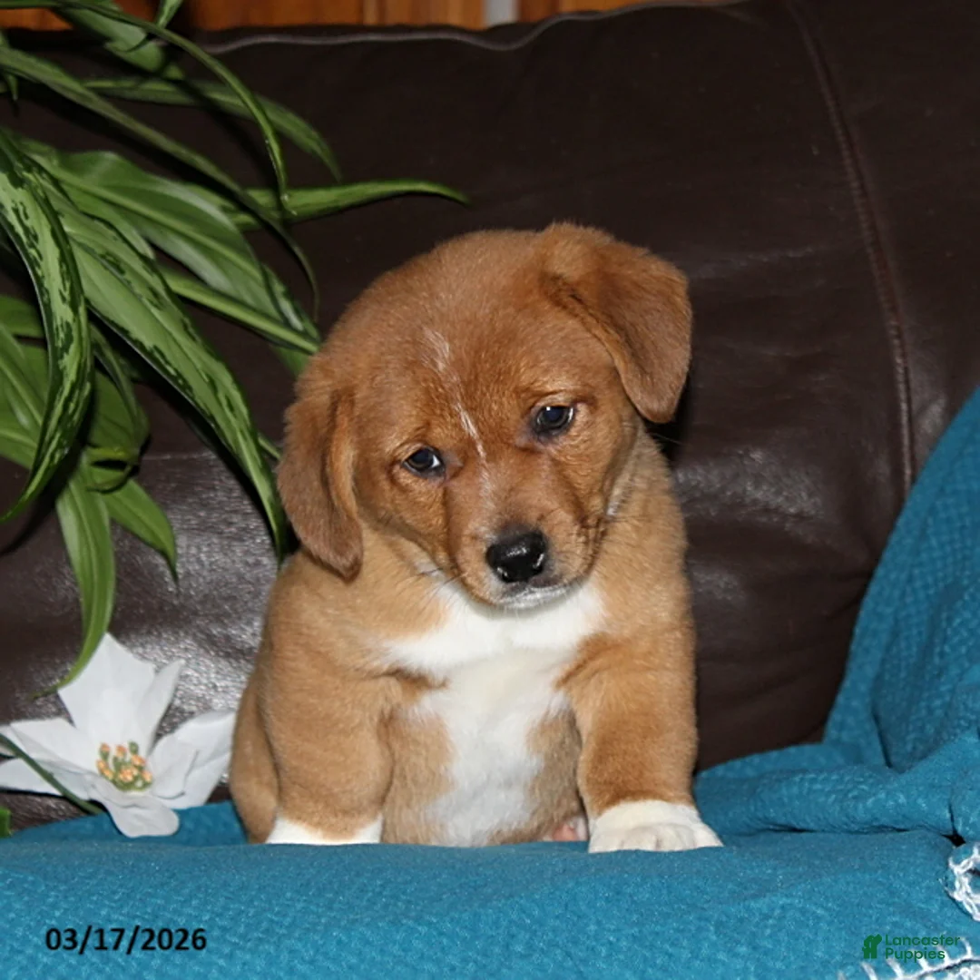 Mixed Breed dogs for sale: Ralph - Ad 5