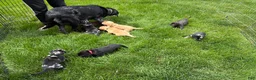 Mixed Breed dogs for sale: Purple - Ad 5