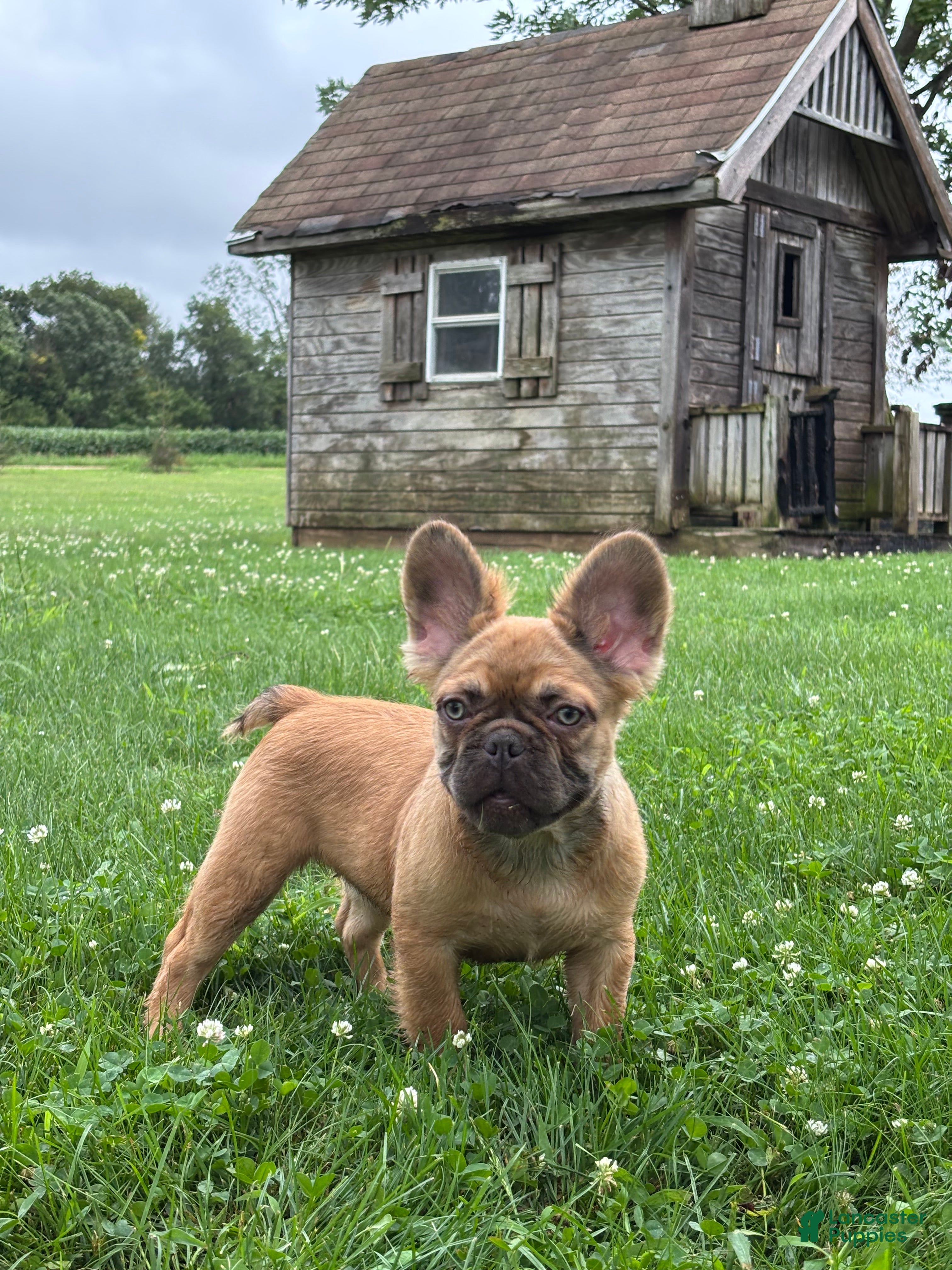 French Bulldog dogs Happy Fluffy Health Clear Delivery Included  - Ad 1
