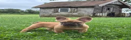 French Bulldog dogs for sale: Happy Fluffy Health Clear - Ad 1