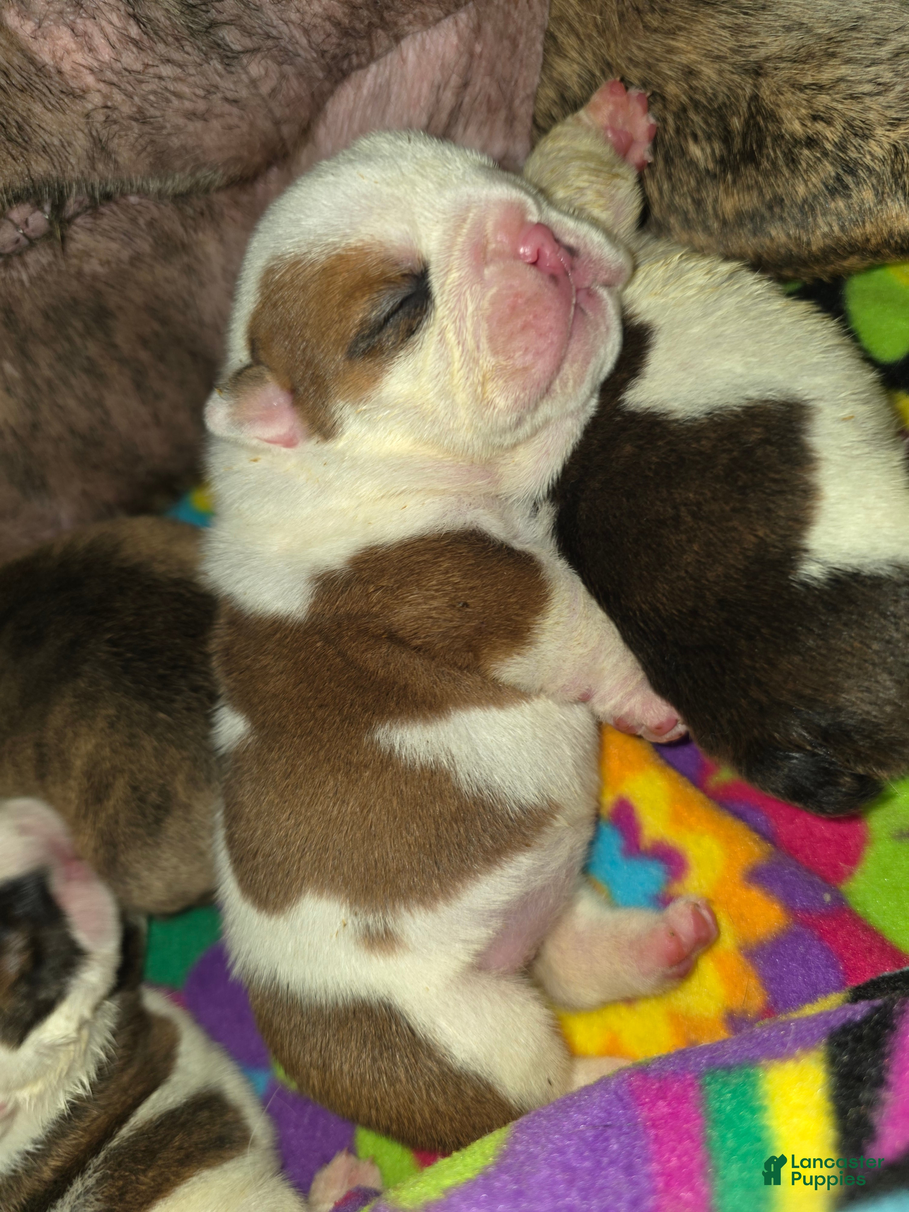 English Bulldog dogs Lola - Ad 3