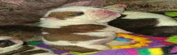 English Bulldog dogs for sale: Lola - Ad 1