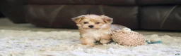 Morkie dogs for sale: Charlie - Ad 8