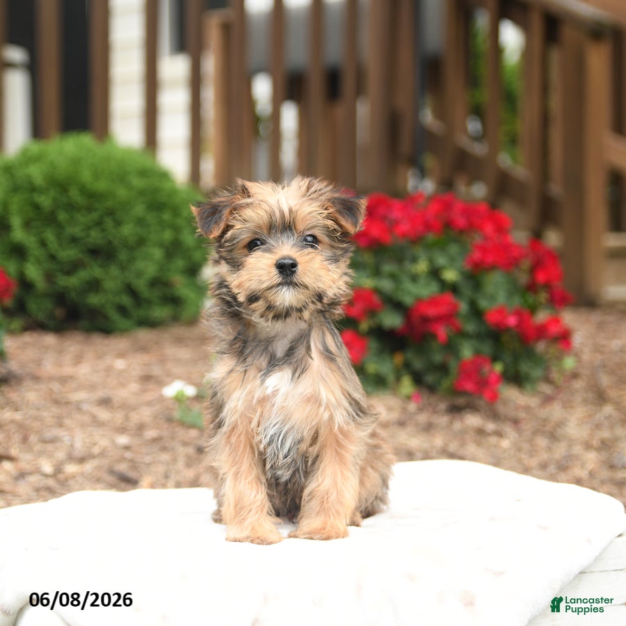 Yorkiepoo dogs Randall - Ad 2