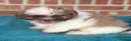 Shih Tzu dogs for sale: Shih Tzu 1 - Ad 3