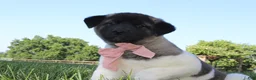 Akita dogs for sale: AKC Luna - Ad 3
