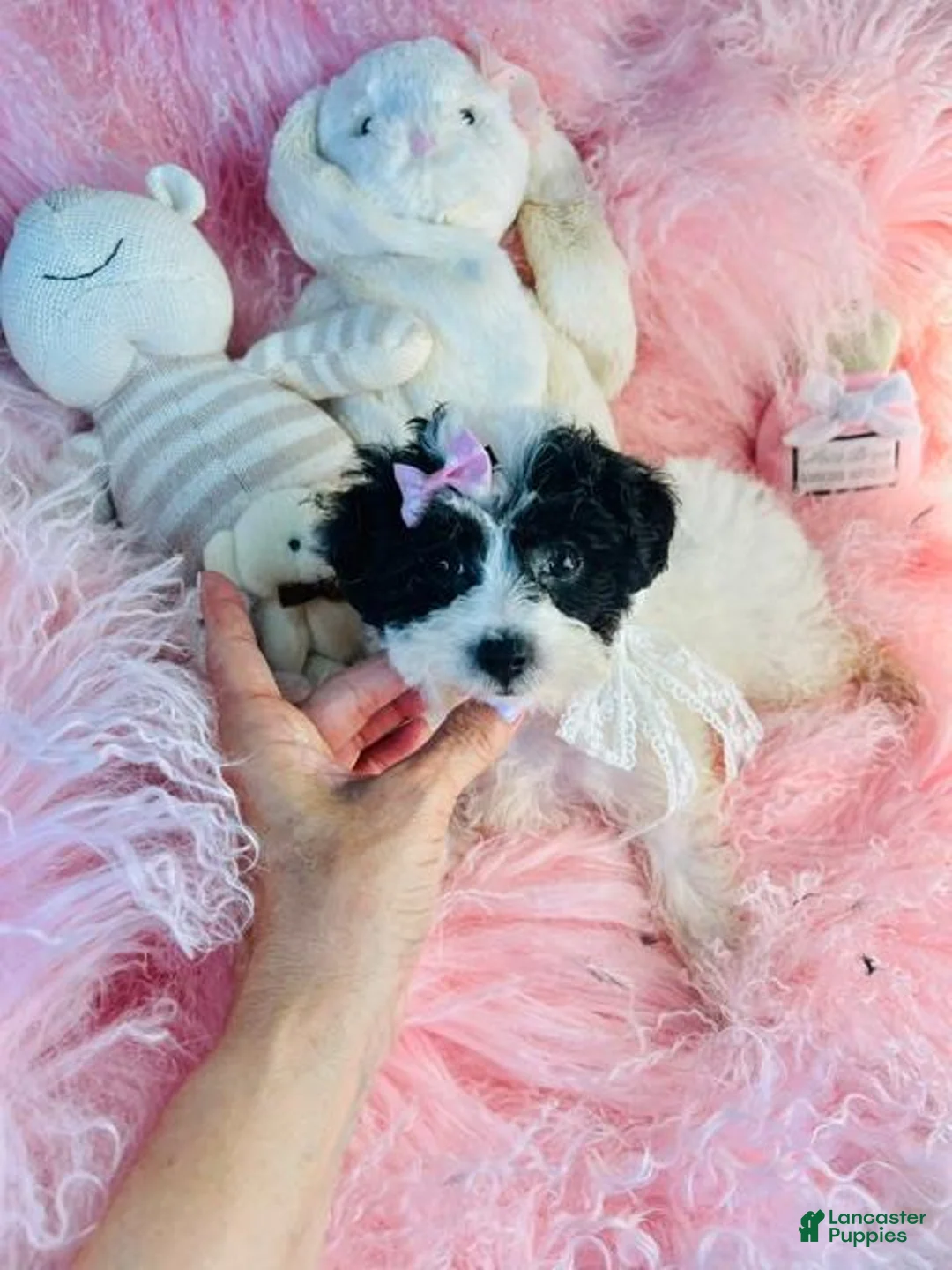 Toy Poodle dogs for sale: Toy Poodle 1 - Ad 1