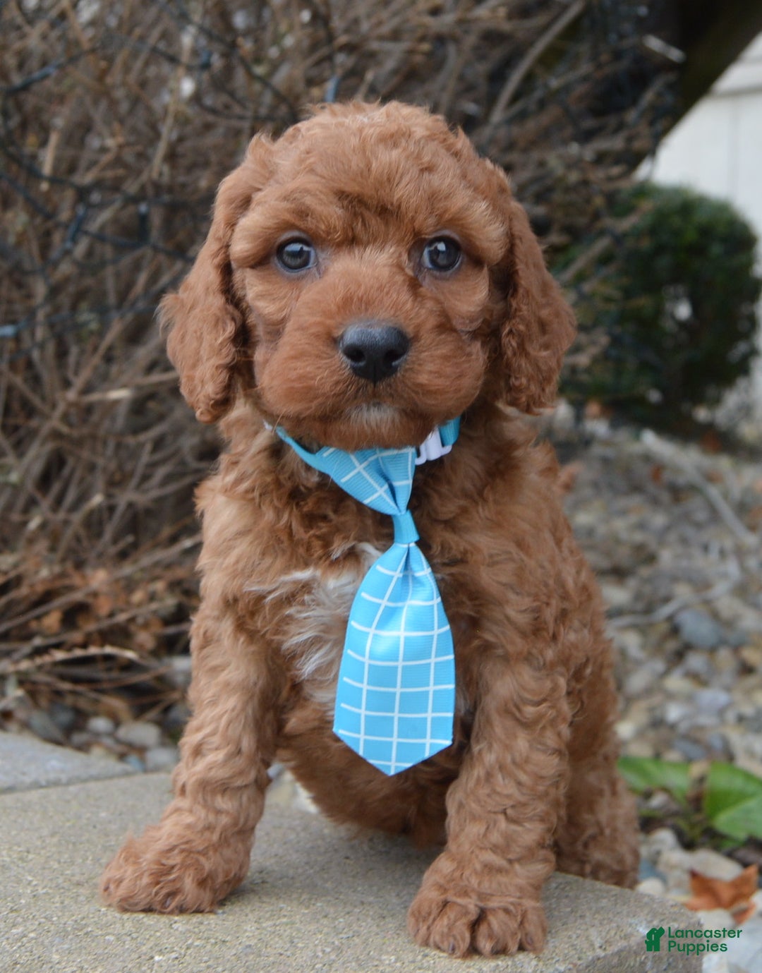 Irish Doodle dogs for sale: Mini Ivan - Ad 2