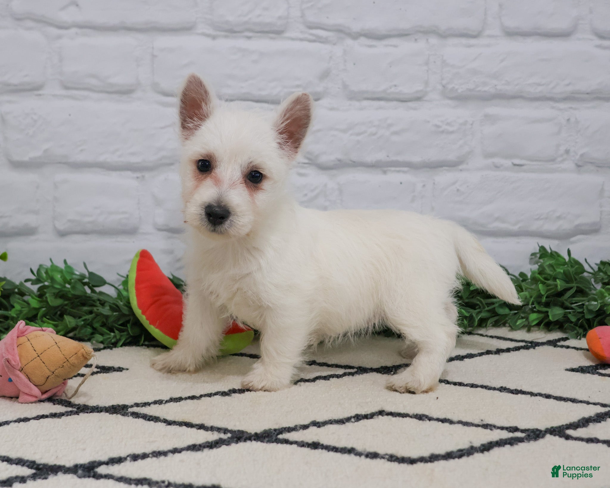 West Highland Terrier dogs Quincey  - Ad 21