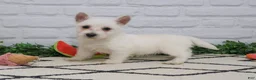 West Highland Terrier dogs for sale: Quincey  - Ad 1