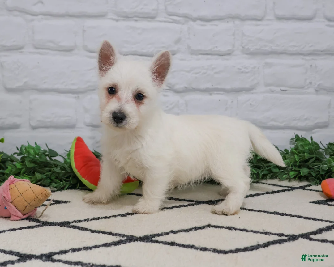 West Highland Terrier dogs for sale: Quincey  - Ad 1