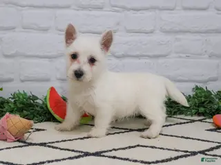 West Highland Terrier dogs Quincey - Ad 21