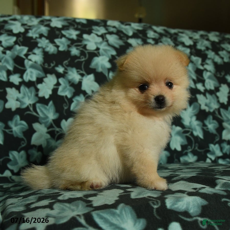 Pomeranian dogs Daffy - Ad 2