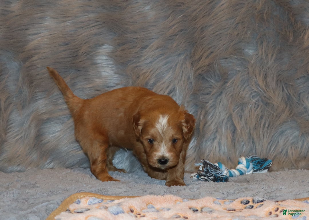 Mini Goldendoodle dogs for sale: Winslow 💙👨‍👨‍👧‍👦💞🐕 - Ad 17