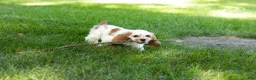 Cocker Spaniel dogs for sale: Checkers - Ad 5