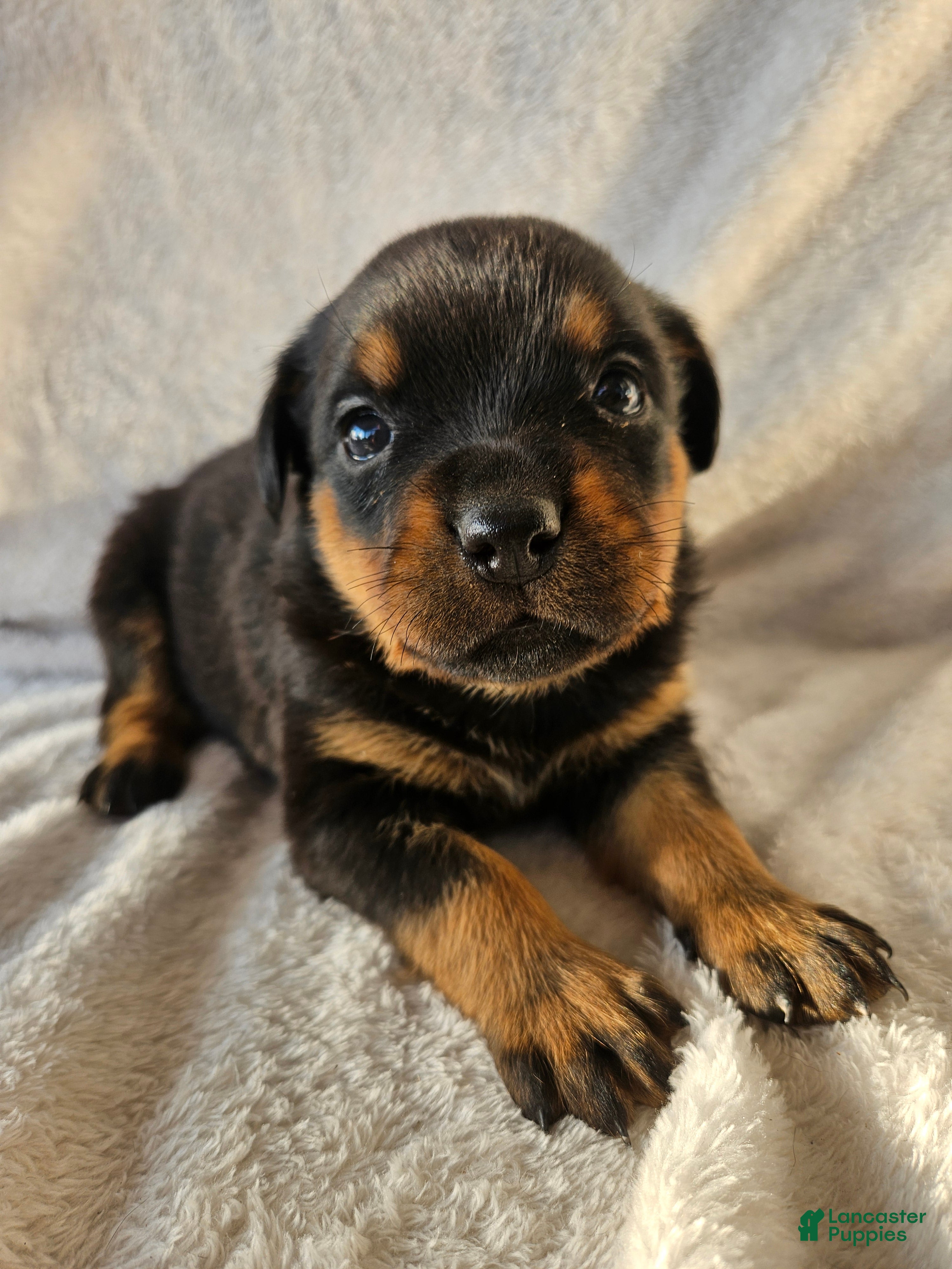 Rottweiler dogs Rosie - Ad 10