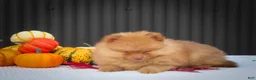 Pomeranian dogs for sale: 🐾 Meet Rosa — A Bouncy Little Ball of Fluff! 🐾 - Ad 14