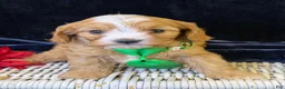 Cavapoo dogs for sale: Ripley - Ad 2