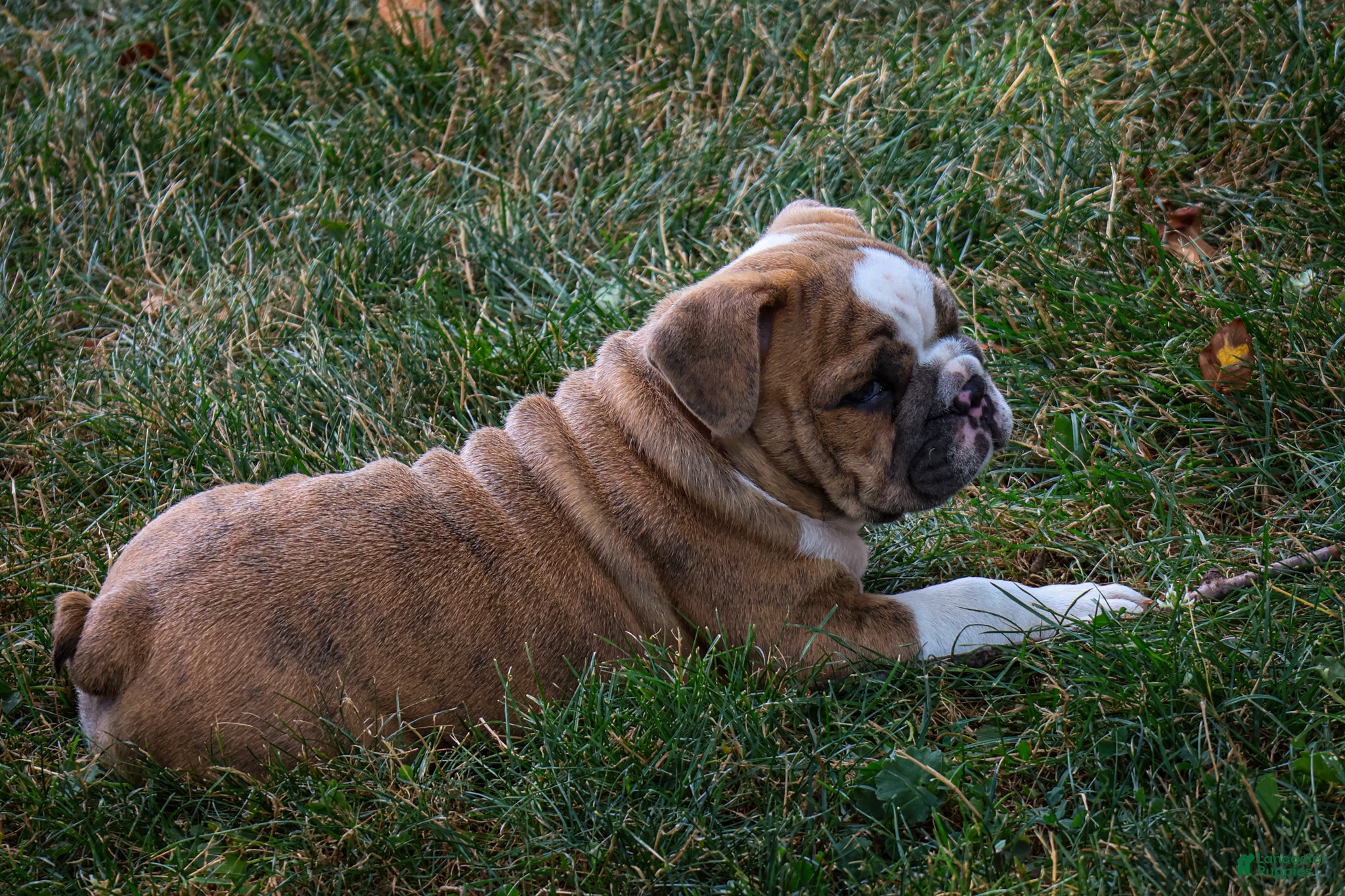 English Bulldog dogs Diesel - Ad 2