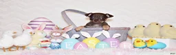 Chihuahua dogs for sale: Sassy - Ad 2